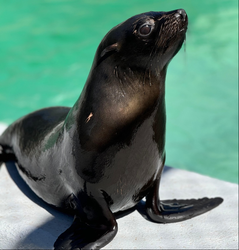 Foto: Divulgação – Lobo-marinho recebeu cuidados por 40 dias no centro de reabilitação da associação R3 Animal, localizado no Parque Estadual do Rio Vermelho, em Florianópolis – SC 