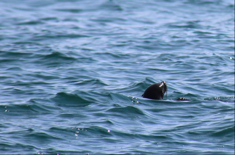 Foto: Divulgação – Após os exames atestarem a saúde do animal, a soltura foi realizada próxima à ilha do Xavier, a bordo de uma embarcação, no dia 7 de outubro