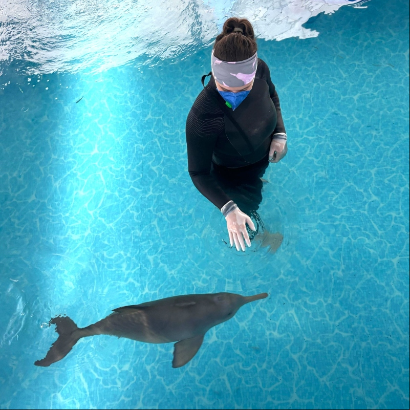 Foto: Divulgação – Golfinho Francisca na nova piscina da Associação R3 Animal