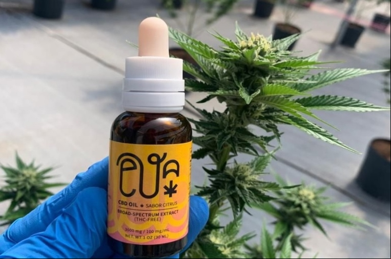 Foto: CBD Oil comercializado pela Anna Medicina Endocannabinoide